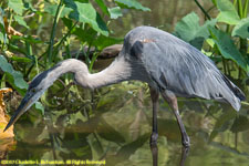 great blue heron